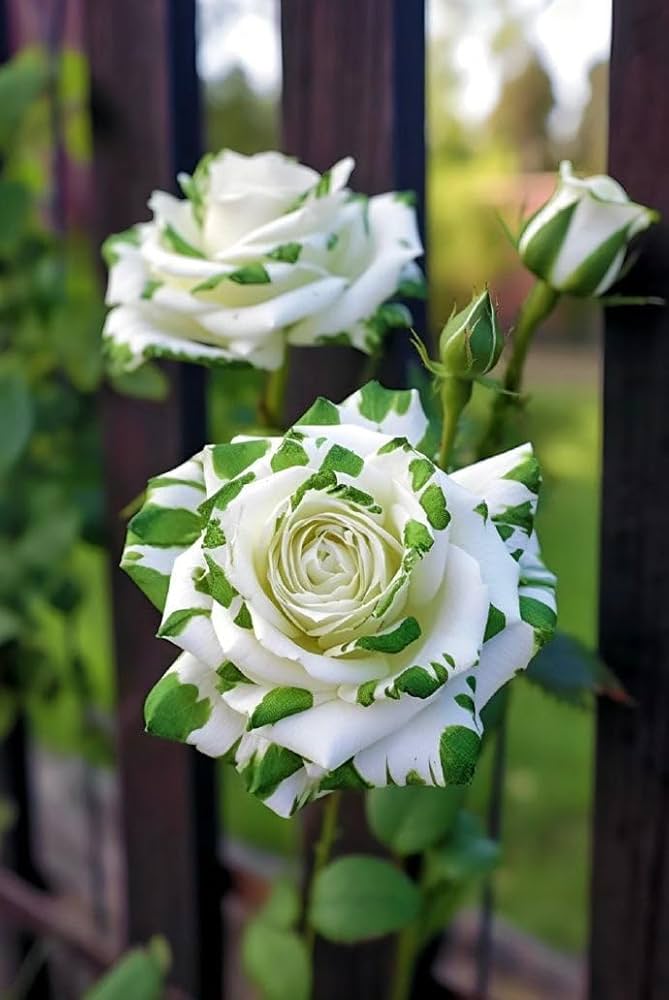 Green White Rose Flower Seeds for Planting, Heirloom Non-GMO, High Germination Organic Garden Seeds