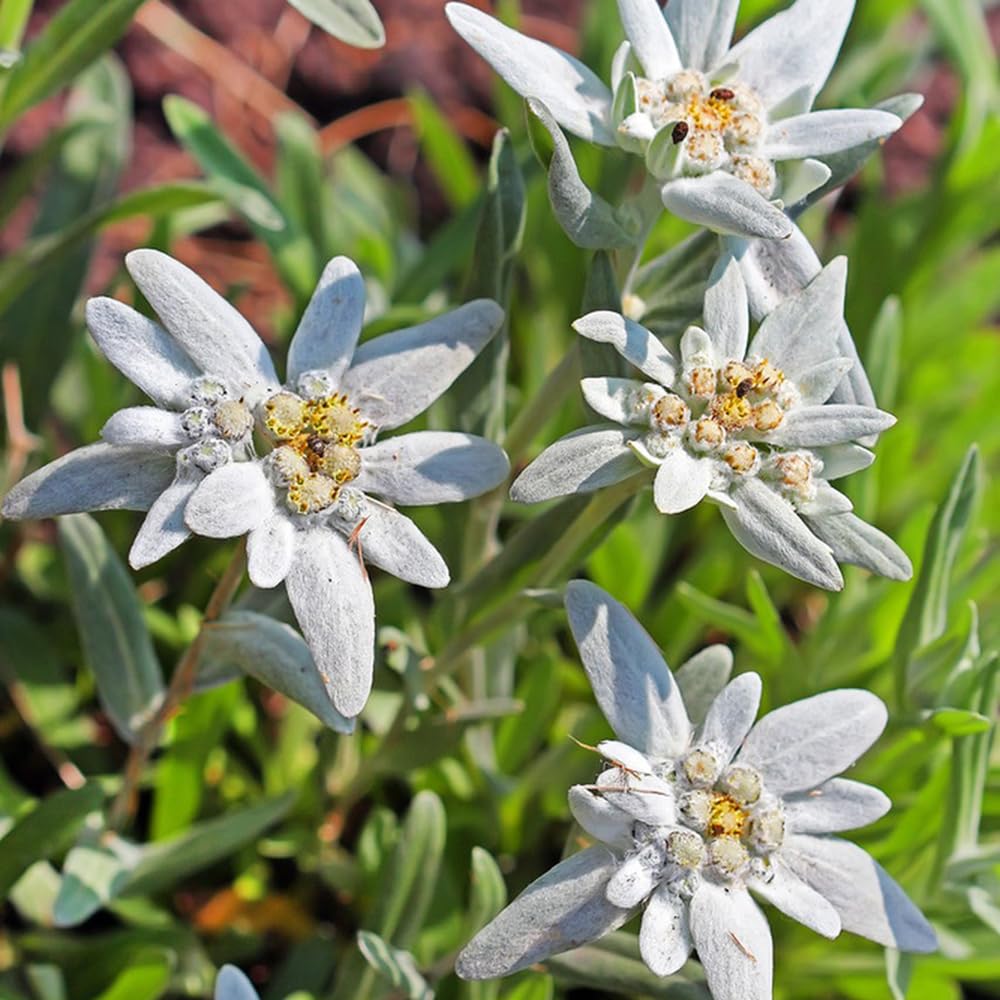 White Crimson Rim Flower seeds for Planting - Pollinator Friendly, Heirloom & GMO Free Seeds for Home Garden