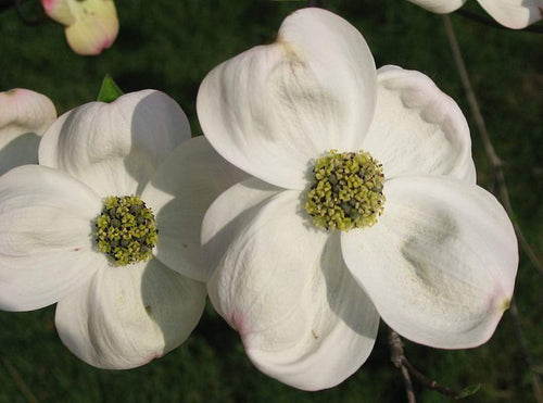 Cornus Flower seeds for Planting Fragrant Blossoms, Heirloom & GMO Free Seeds for Home Garden Sale seeds for planting