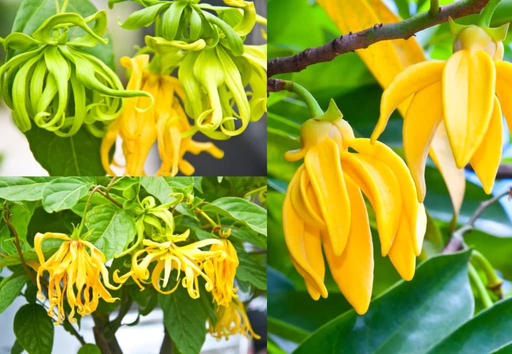 Premium Ylang Ylang Flower seeds for Planting Pollinator Friendly, Heirloom & GMO Free Seeds for Home Garden seeds