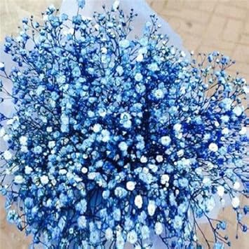 Blue Gypsophila Flower seeds for Planting Hardy Variety, Heirloom & GMO Free Seeds for Home Garden seeds for planting