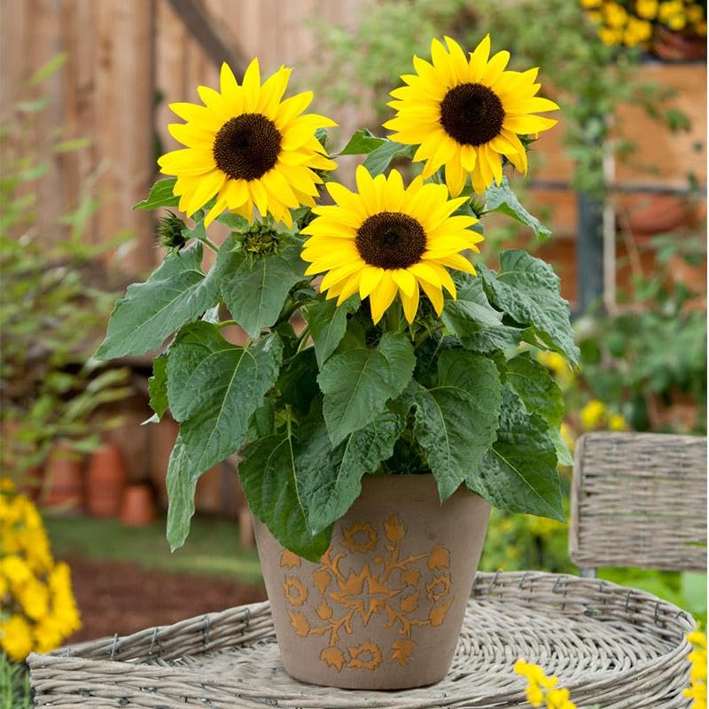 Mini (Mini SunFlower) seeds for planting in home garden