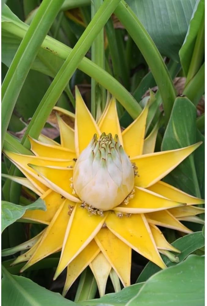 White Musella Lasiocarpa Flower seeds for Planting Hardy Variety, Heirloom & GMO Free Seeds for Home Garden Sale seeds for planting