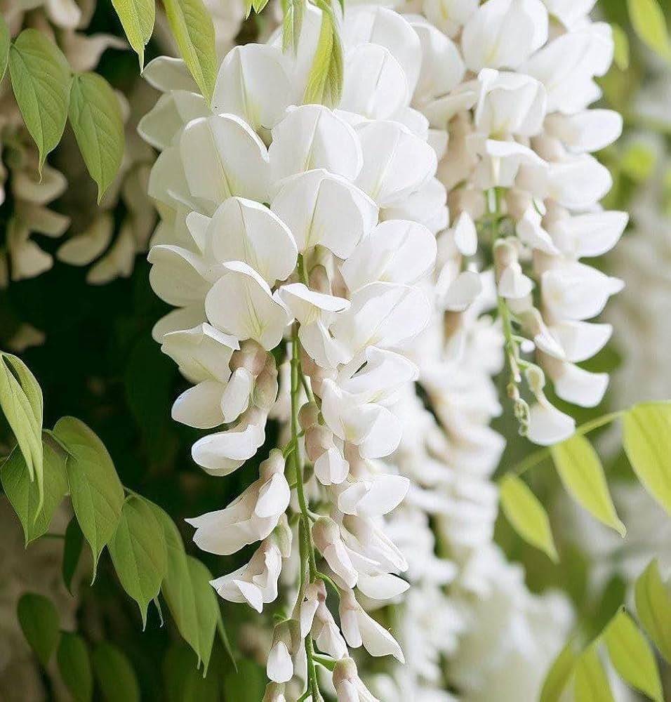 Pagoda Flower seeds for Planting Cottage Garden Essential, Heirloom & GMO Free Seeds for Home Garden seeds for planting