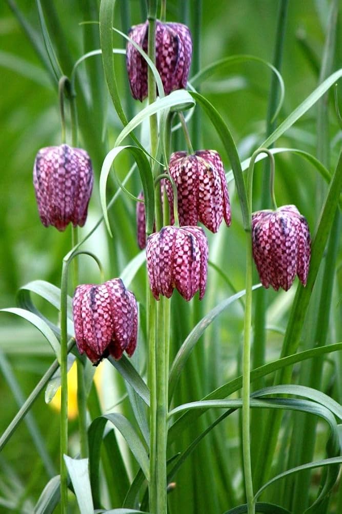 Premium Green Fritillaria Flower seeds for Planting Premium Quality, Heirloom & GMO Free Seeds for Home Garden seeds