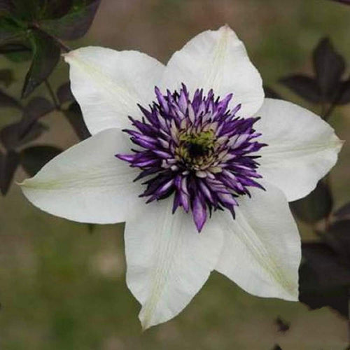 Premium Clematis Flower seeds for Planting Long Bloom Season, Heirloom & GMO Free Seeds for Home Garden seeds