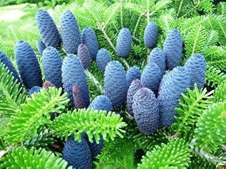 Purple Abies Koreana Flower seeds for Planting Sun Loving, Heirloom & GMO Free Seeds for Home Garden vegetable and garden seeds