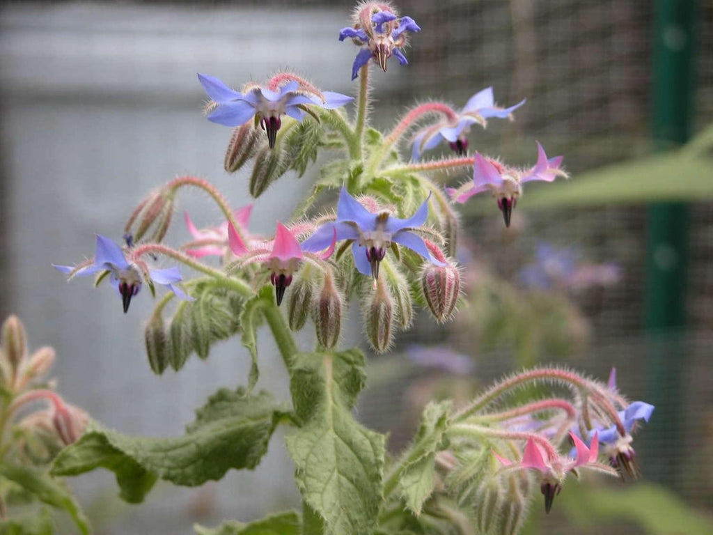 Mixed Borago Flower seeds for Planting Easy to Grow, Heirloom & GMO Free Seeds for Home Garden seeds for planting