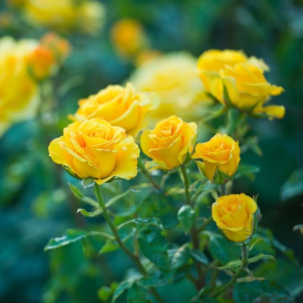 Premium Deep Yellow Rose Flower seeds for Planting Cut Flower Favorite, Heirloom & GMO Free Seeds for Home Garden seeds