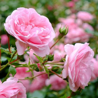 Rose Rosa Flower seeds for Planting Bright Blooms Heirloom & GMO Free Seeds for Home Garden