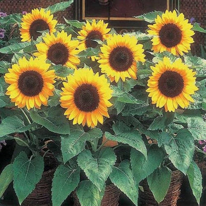 Mini SunFlower seeds for Planting Long Bloom Season Heirloom & GMO Free Seeds for Home Garden