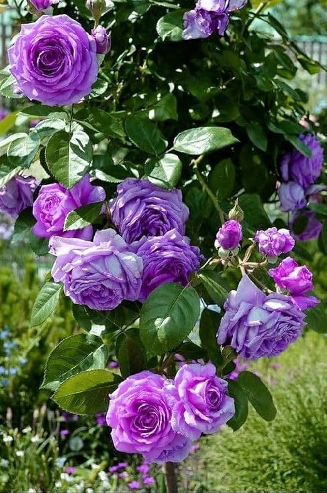 Premium Violet Rose Edge Flower seeds for Planting Low Maintenance, Heirloom & GMO Free Seeds for Home Garden seeds