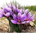Hatsuga Saffron Crocus Mixed Flower seeds for Planting Sun Loving, Heirloom & GMO Free Seeds for Home Garden seeds for planting