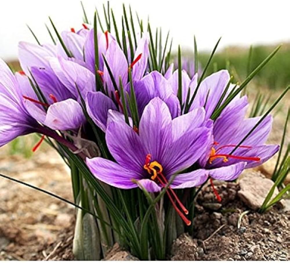 Hatsuga Saffron Crocus Mixed Flower seeds for Planting Sun Loving, Heirloom & GMO Free Seeds for Home Garden seeds for planting
