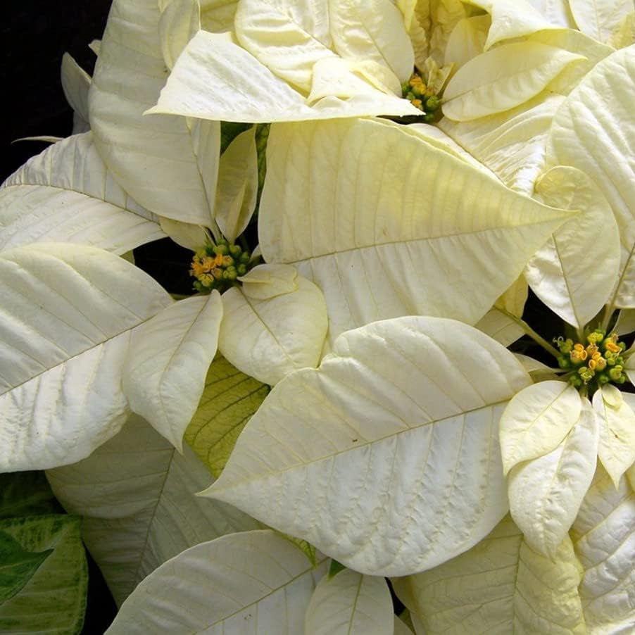 Premium White Poinsettia Flower seeds for Planting Hardy Variety, Heirloom & GMO Free Seeds for Home Garden seeds