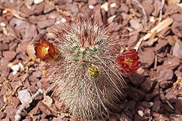 Red Echinocereus Russanthus Flower seeds for Planting Premium Quality, Heirloom & GMO Free Seeds for Home Garden vegetable and garden seeds