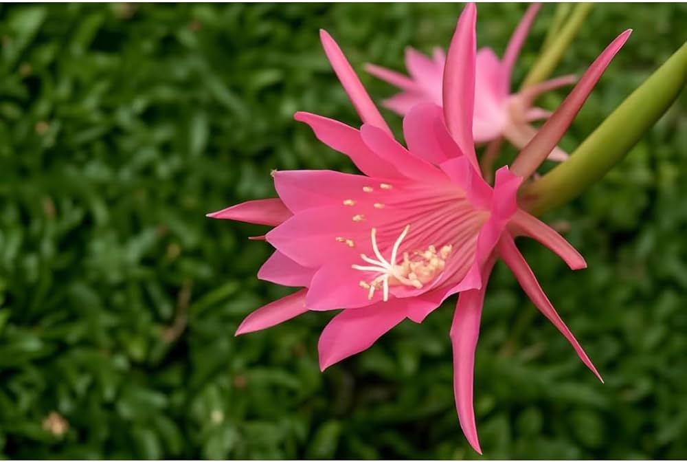 High quality Pink Epiphyllum Flower seeds for Planting Drought Tolerant, Heirloom & GMO Free Seeds for Home Garden Sale seeds pack