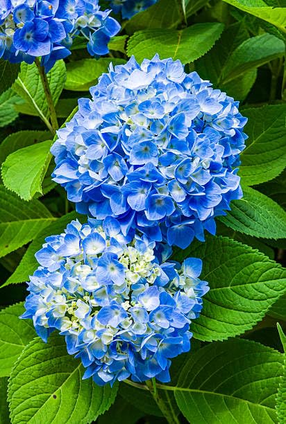 High quality Blue Climbing Geranium Flower seeds for Planting Long Bloom Season, Heirloom & GMO Free Seeds for Home Garden seeds pack