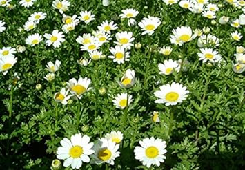 Premium White Paludosum Flower seeds for Planting Cut Flower Favorite, Heirloom & GMO Free Seeds for Home Garden seeds