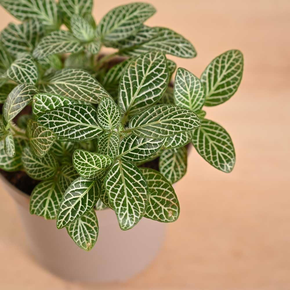 Fittonia Albivenis, White Nerve Flower seeds for Planting Garden Favorite, Heirloom & GMO Free Seeds for Home Garden seeds for planting