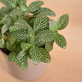 Fittonia Albivenis, White Nerve Flower seeds for Planting Garden Favorite, Heirloom & GMO Free Seeds for Home Garden seeds for planting