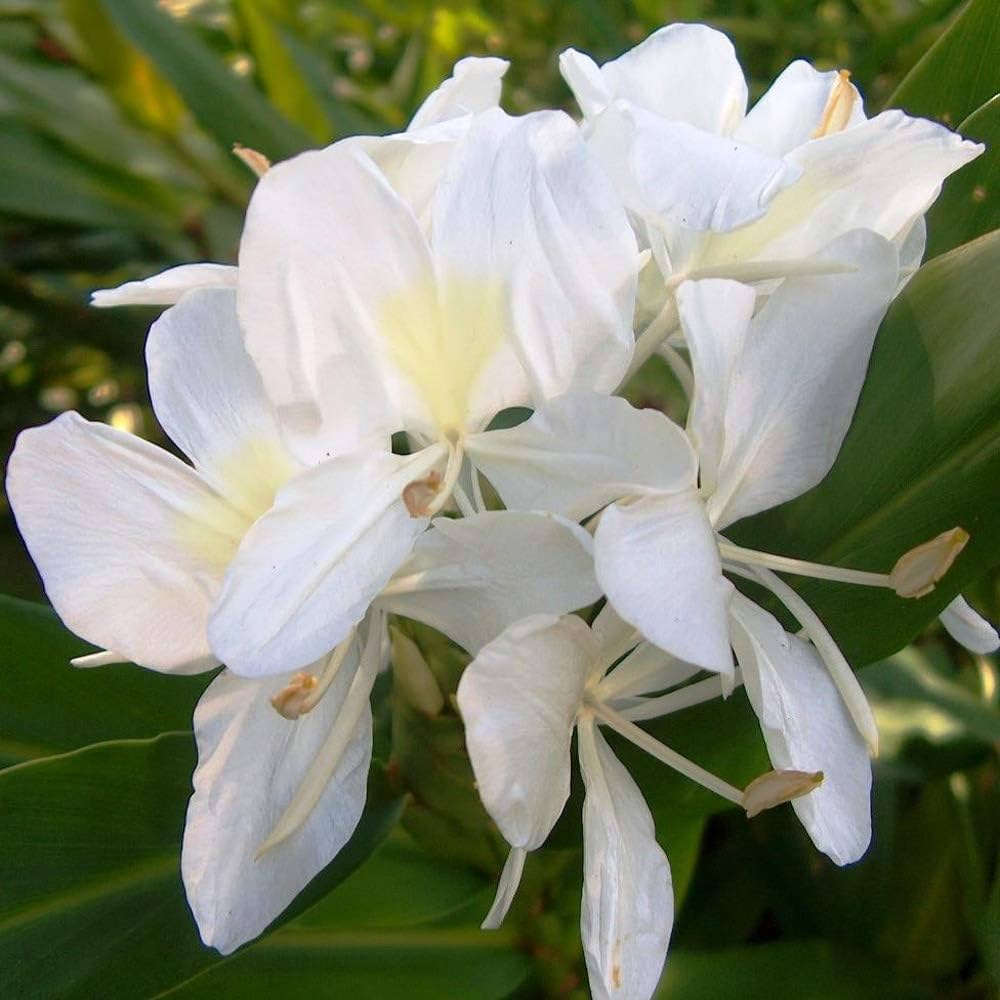 Heirloom Hedychium Coronarium Flower seeds for Planting Premium Quality Heirloom & GMO Free Seeds for Home Garden