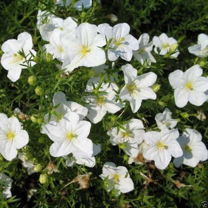 Nierembergia Flower seeds for Planting Wildflower Mix Heirloom & GMO Free Seeds for Home Garden