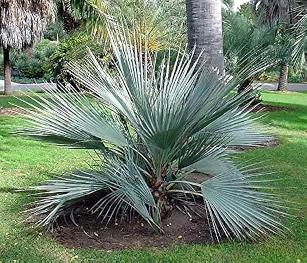 Green Nannorrhops Ritchiana Flower seeds for Planting Shade Tolerant, Heirloom & GMO Free Seeds for Home Garden seeds for planting