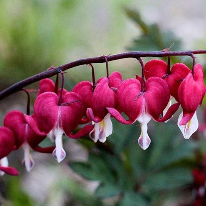Heirloom Heart Flower seeds for Planting Cut Flower Favorite Heirloom & GMO Free Seeds for Home Garden