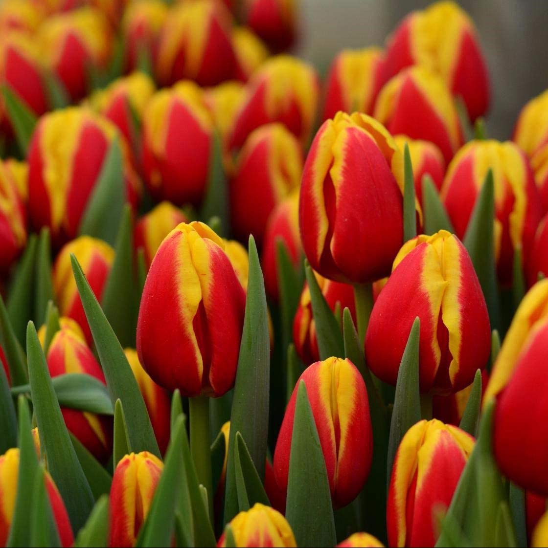 Tulip Flower seeds for Planting Sun Loving Heirloom & GMO Free Seeds for Home Garden