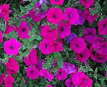 Pink Trailing Petunia Flower seeds for Planting Hardy Variety, Heirloom & GMO Free Seeds for Home Garden seeds for planting