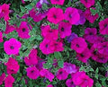 Pink Trailing Petunia Flower seeds for Planting Hardy Variety, Heirloom & GMO Free Seeds for Home Garden seeds for planting