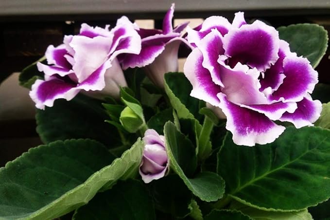 Gloxinia (Gloxinia Flower) seeds for planting in home garden