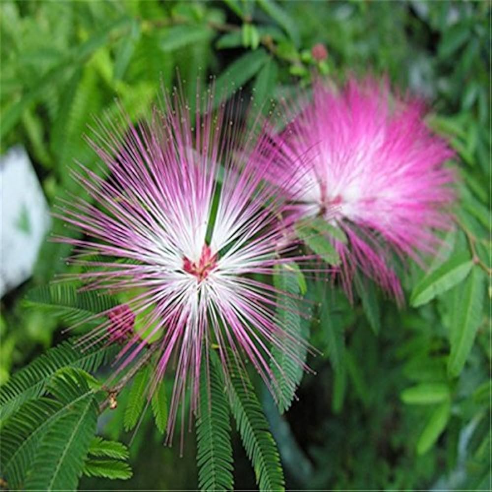 Pink White Mimosa Flower seeds for Planting Low Maintenance, Heirloom & GMO Free Seeds for Home Garden seeds for planting