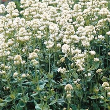 Jupiter's (Jupiter's Beard) seeds for planting in home garden