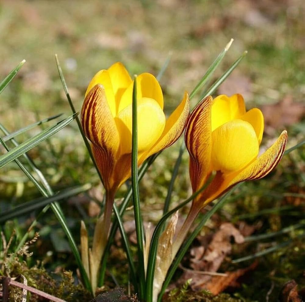 Yellow Crocus Flower seeds for Planting Wildflower Mix, Heirloom & GMO Free Seeds for Home Garden vegetable and garden seeds