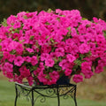 Pink Petunia Flower seeds for Planting Seasonal Bloomer, Heirloom & GMO Free Seeds for Home Garden seeds for planting