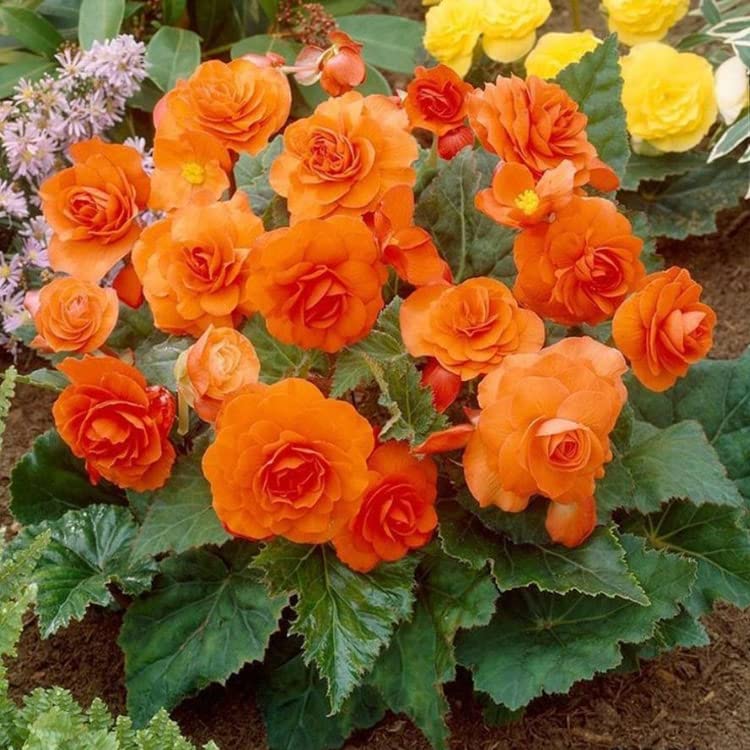 Premium Orange Begonia Flower seeds for Planting Hardy Variety, Heirloom & GMO Free Seeds for Home Garden seeds