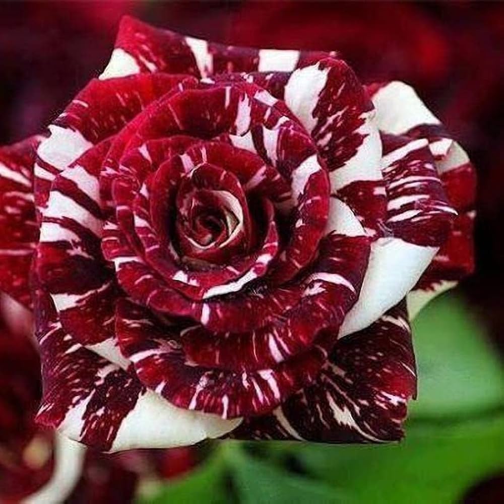 Tiger Striped Rose Flower seeds for Planting Shade Tolerant Heirloom & GMO Free Seeds for Home Garden