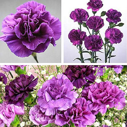 Violet Carnation Flower seeds for Planting Premium Quality Heirloom & GMO Free Seeds for Home Garden