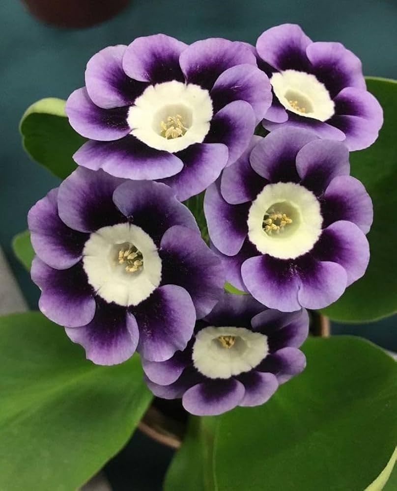Violet Primrose Flower seeds for Planting Garden Favorite, Heirloom & GMO Free Seeds for Home Garden seeds for planting