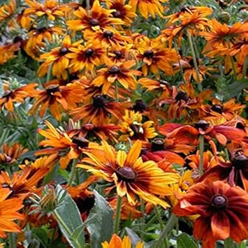 Orange Cappuccino Rudbeckia Flower seeds for Planting Seasonal Bloomer, Heirloom & GMO Free Seeds for Home Garden seeds for planting