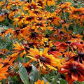 Orange Cappuccino Rudbeckia Flower seeds for Planting Seasonal Bloomer, Heirloom & GMO Free Seeds for Home Garden seeds for planting