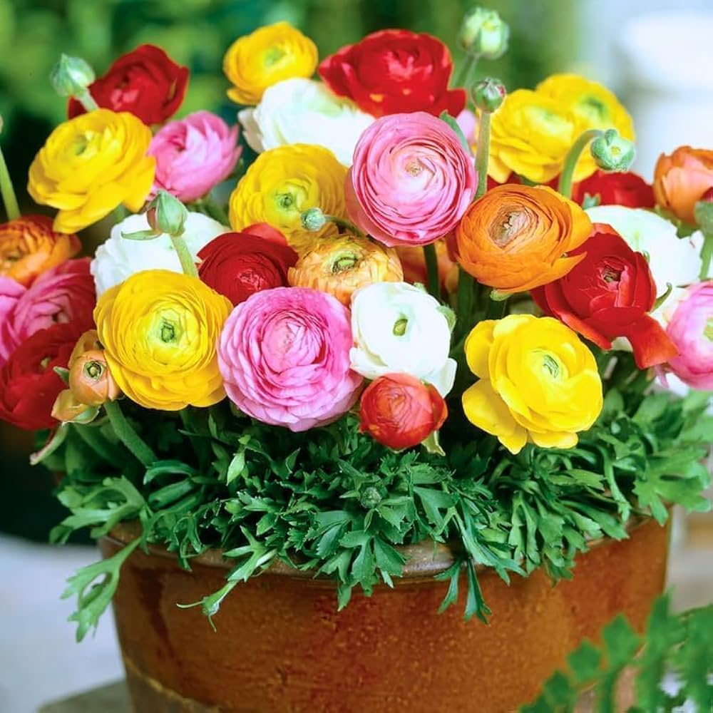 Ranunculus Flower seeds for Planting Premium Quality Heirloom & GMO Free Seeds for Home Garden