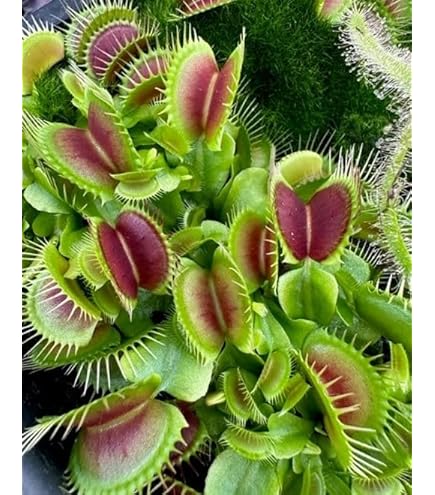 Premium Venus Fly Trap Flower seeds for Planting Cut Flower Favorite, Heirloom & GMO Free Seeds for Home Garden seeds