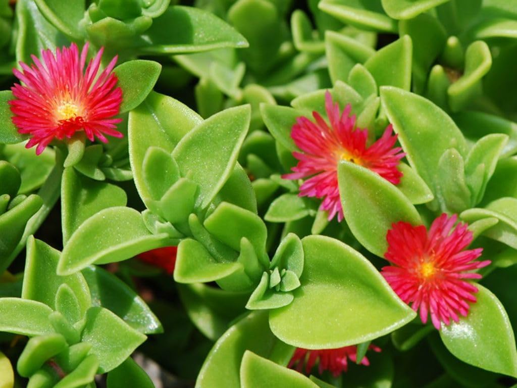 Aptenia Cordifolia Flower seeds for Planting Wildflower Mix, Heirloom & GMO Free Seeds for Home Garden seeds for planting