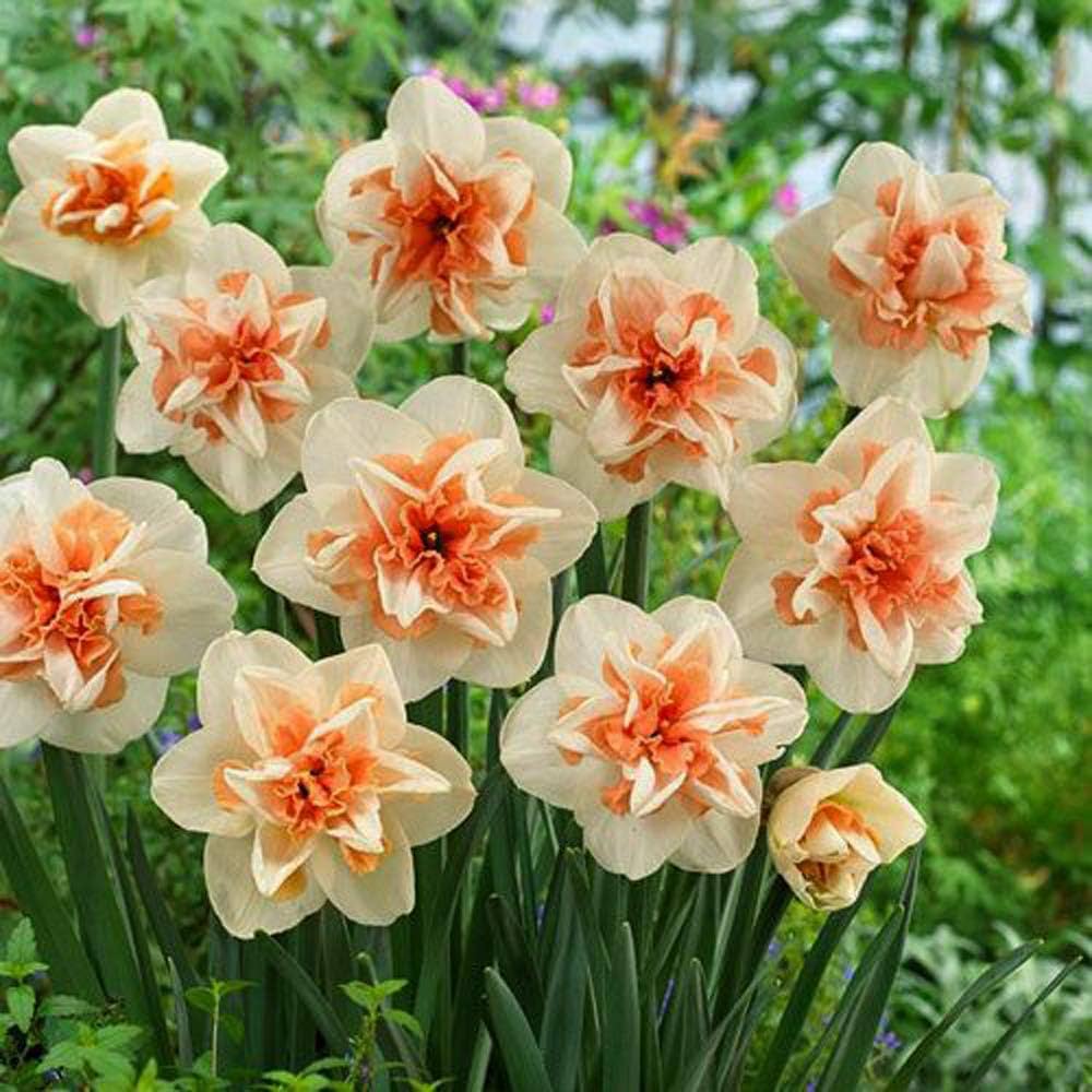 Narciso Flower seeds for Planting Premium Quality, Heirloom & GMO Free Seeds for Home Garden vegetable and garden seeds