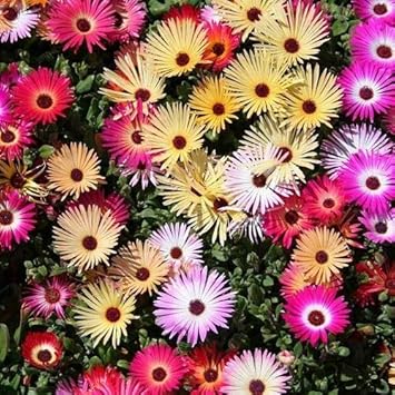 Premium Mixed Ice Plant Flower seeds for Planting Seasonal Bloomer, Heirloom & GMO Free Seeds for Home Garden seeds