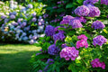 Hydrangea Flower seeds for Planting Low Maintenance, Heirloom & GMO Free Seeds for Home Garden seeds for planting