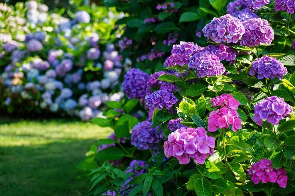 Hydrangea Flower seeds for Planting Low Maintenance, Heirloom & GMO Free Seeds for Home Garden seeds for planting